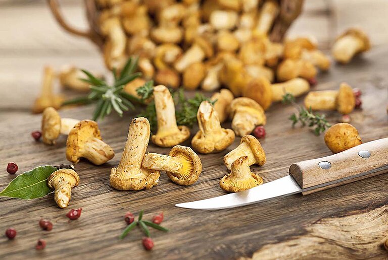 Chanterelle weeks at restaurant emil's at centrovital hotel ©Marek Gottschalk/Fotolia.com Chanterelle weeks at restaurant emil's at centrovital hotel ©Marek Gottschalk/Fotolia.com